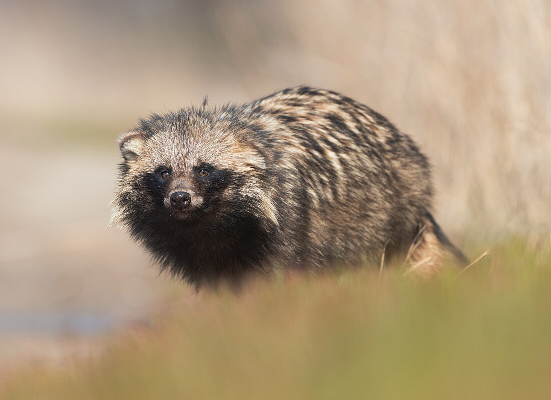 Common raccoon dog