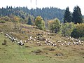 Owce na połoninie koło przełęczy