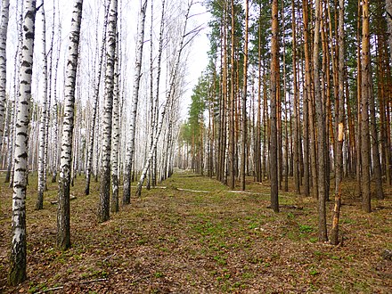 Лесные насаждения это