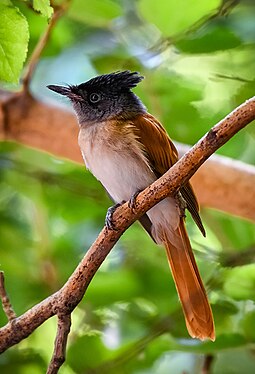 Indian paradise flycatcher, Shirkent National Park author - Мухаммадсолех Оев