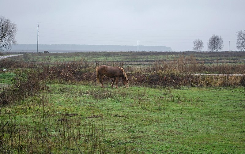 File:Чернігівський район. Шестовицькі простори.JPG