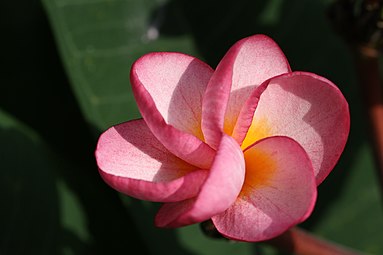 Flor desplegándose en su característica forma de milinillo. Cultivar de P. rubra.