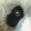 Giant panda eye Da Xiong Mao (Yan Jing ).jpg