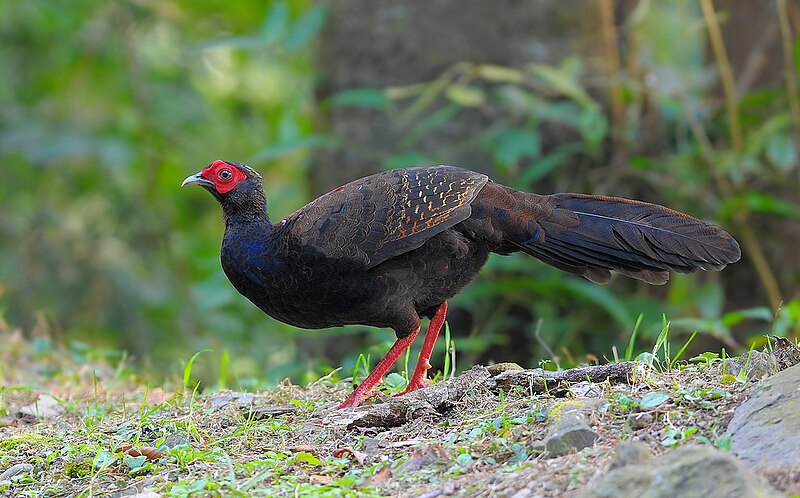 File:藍腹鷴亞成Taiwan Blue Pheasant.jpg