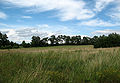 02-Meadow in Nowe Miasteczko, Poland.jpg