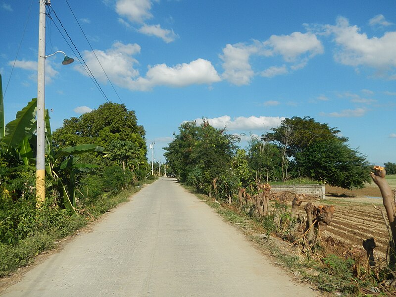 File:05072jfFarm Roads Trees Gulap Fields Santo Rosario Candaba Pampangafvf 17.JPG