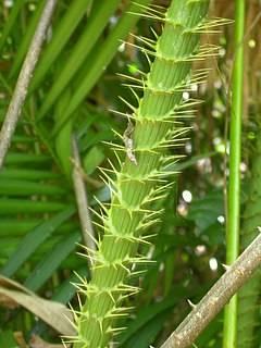 <i>Calamus moti</i> Species of climbing palm endemic to Queensland