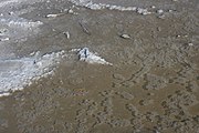 Salt crystals in a puddle