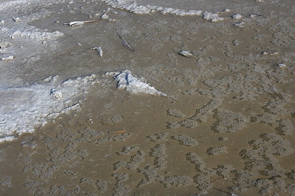 Salt crystals in a puddle in Camargue. Salt pans at the delta of the Rhone significantly increased Charles's revenues in Provence.