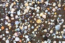 Diversity of marine mollusc shells at Akaroa Beach, New Zealand 18 Sea shells background in Akaroa Beach, New Zealand - free stock photo.JPG