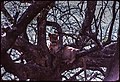 1973-12-27 Manyara park - Leeuw in boom dia 2 Optimizer.jpg