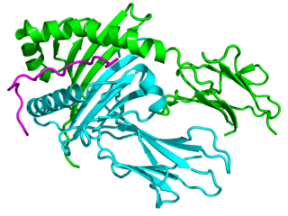 Major histocompatibility complex, class II, DQ alpha 1