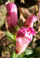 Antirrhinum majus