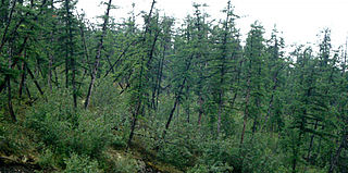 <span class="mw-page-title-main">Drunken trees</span> Stand of trees displaced from their normal vertical alignment