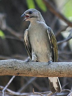 <span class="mw-page-title-main">Lesser honeyguide</span> Species of bird