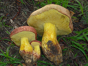 King bolete (Butyroboletus regius)