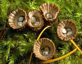 <i>Cyathus</i> Genus of fungi in the Nidulariaceae, a family collectively known as the birds nest fungi