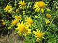 Senecio inaequidens (Schmalblättriges Greiskraut)