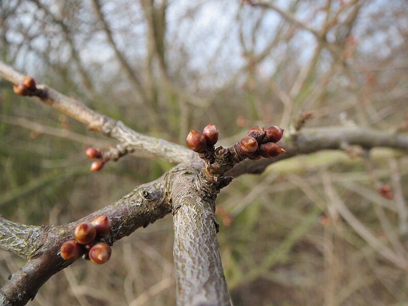 File:20140204Prunus cerasifera Neulussheim1.jpg