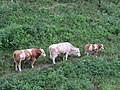 2018-06-18 Cows at Haltgraben in Frankenfels