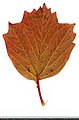* Nomination Viburnum opulus. Leaf abaxial side. --Knopik-som 00:22, 23 October 2021 (UTC) * Promotion  Support Good quality. --Steindy 00:40, 23 October 2021 (UTC)