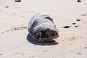 Seals at Horsey Dunes in Norfolk, United Kingdom.