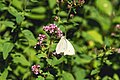 * Nomination: A Green-veined White on a flower in the special conservation area Ismaninger Speichersee und Fischteiche --FlocciNivis 19:11, 11 May 2023 (UTC) * * Review needed