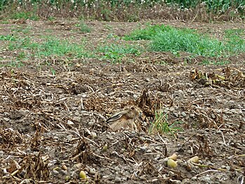 Ein Feldhase sitzt zwischen den Kartoffelreihen in einem Kartoffelacker (Oberschwaben). A hare sits between the potato rows in a potato field (Upper Swabia).