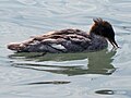 ♀ Mergus serrator Red-breasted Merganser