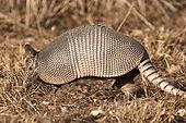 A living Dasypus, or long-nosed armadillo 9-banded-armadillo.jpg