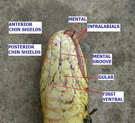 Mental groove indicated with its relationships to other scales AB047 Scales on a snakes head.jpg