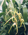 A and B Larsen orchids - Brassia maculata 635-8z.jpg
