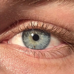 A close up of a blue-green human iris (with visible freckle)..jpg