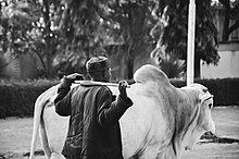 A man walking along the road with a cow A herds man walking along the road with a cow.jpg