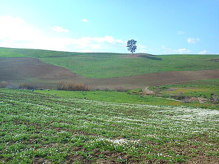 Eucalyptus_capillosa