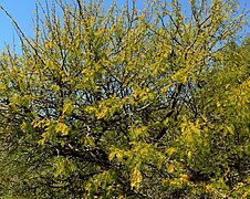 Acacia caven (Fabaceae)