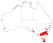 Acacia pravissimaDistMap714.png