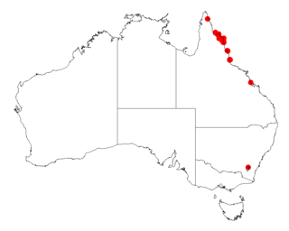 <i>Acacia racospermoides</i> Species of legume