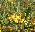 Acacia redolens