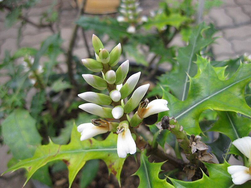 File:Acanthus ebracteatus.jpg