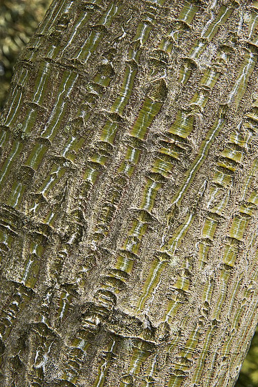Acer capillipes (Snakebark maple)