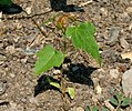 Thumbnail for File:Acer rubrum seedling 001 (cropped).jpg