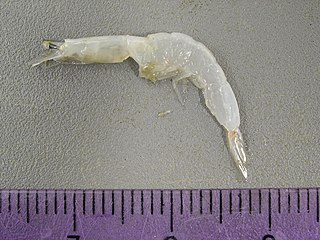 <i>Acetes americanus</i> Species of shrimp