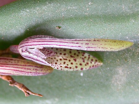 Acianthera_gracilisepala