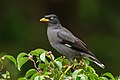 Javan Myna (Acridotheres javanicus), Kent Ridge Park, Singapore