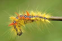 Caterpillar Acronicta aceris caterpillar - Keila.jpg