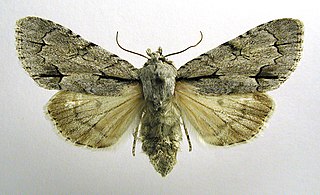 <span class="mw-page-title-main">Dark dagger</span> Species of moth