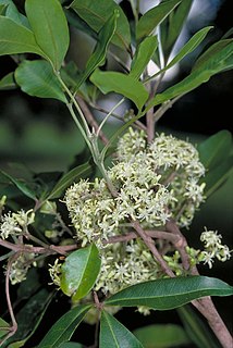 <i>Acronychia acronychioides</i> Species of flowering plant