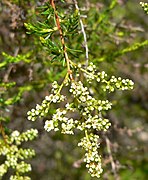 Flowers of Adenostoma fasciculatum