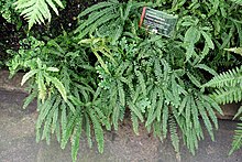 Adiantum diaphanum - باغ وحش ویلهلما - اشتوتگارت ، آلمان - DSC01995.jpg